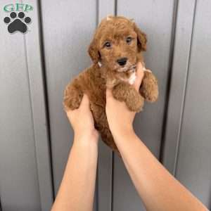 Becks, Mini Goldendoodle Puppy